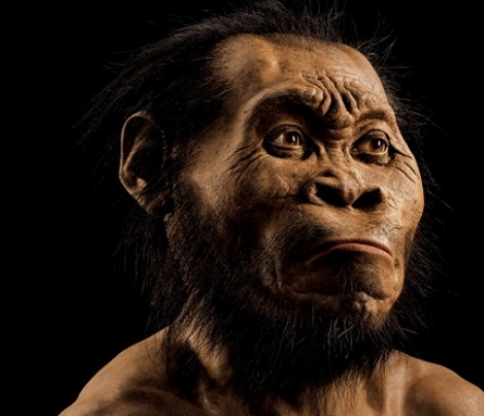  Photo credit: A reconstruction of Homo naledi’s head by paleoartist John Gurche, who spent some 700 hours recreating the head from bone scans. University of the Witwatersrand, National Geographic Society and the South African National Research Foundation. 