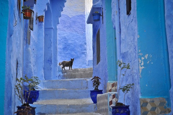 422305-880-1457695400-blue-streets-of-chefchaouen-morocco-3