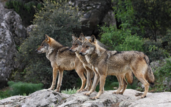header_Iberian-Wolves-42-33339582
